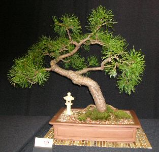 Pine bonsai specimen with refined foliage pads