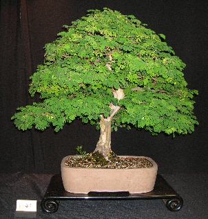 Rain Tree bonsai with lush green canopy in formal upright style