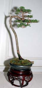 GSBS Annual Bonsai Show 2005 exhibit