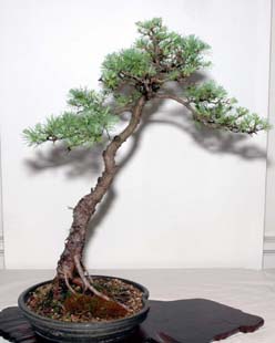 GSBS Annual Bonsai Show 2005 exhibit