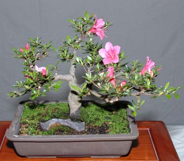 GSBS Annual Bonsai Show 2005 exhibit