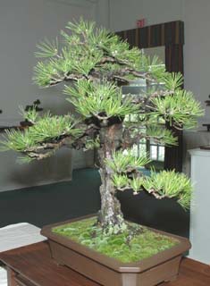 GSBS Annual Bonsai Show 2005 exhibit