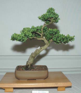 GSBS Annual Bonsai Show 2005 exhibit