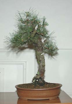 GSBS Annual Bonsai Show 2005 exhibit