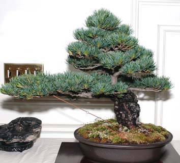 Bonsai arrangement at GSBS Annual Show 2005