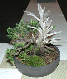 Close-up detail of bonsai exhibit at GSBS Annual Show 2005