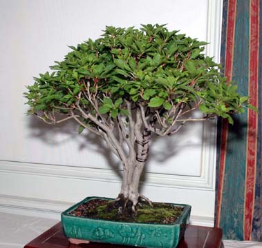 Detail view of bonsai at GSBS Annual Show 2005