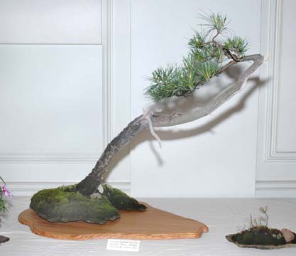Bonsai display at GSBS Annual Show 2005
