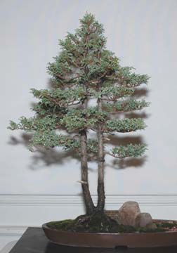 Formal bonsai exhibit at GSBS Annual Show 2005