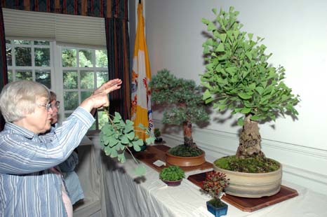 Specimen bonsai tree at GSBS Annual Show 2005