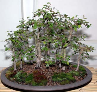 Table display at GSBS Annual Show 2005