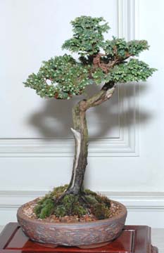 Selection of bonsai trees at GSBS Annual Show 2005