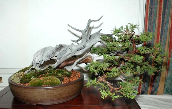 Wide view of bonsai displays at GSBS Annual Show 2005
