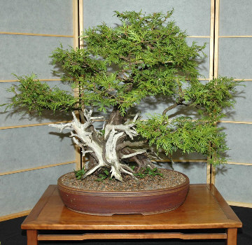 Bonsai display at GSBS Annual Show 2006