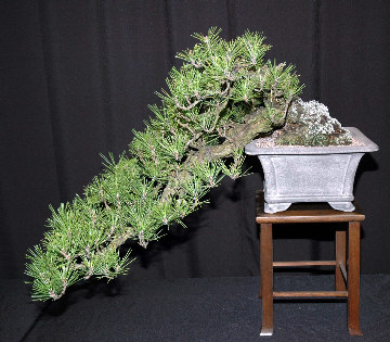 Bonsai exhibit at GSBS Annual Show 2006