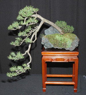 Member trees at GSBS Annual Show 2006