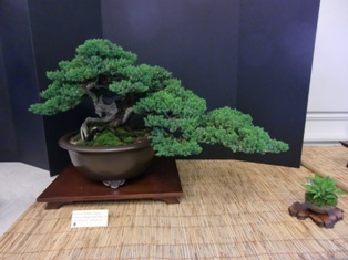 Bonsai exhibit at Great Swamp Bonsai Society Annual Show 2011 #1, Roseland NJ