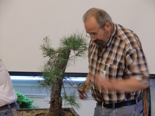 Bonsai trees at GSBS Annual Show 2011