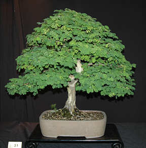 Juried bonsai entry at GSBS Annual Show 2005