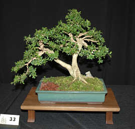 Juried bonsai entry at GSBS Annual Show 2005