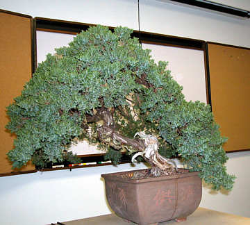 Martin Schmalenberg bonsai styling demonstration GSBS 2004