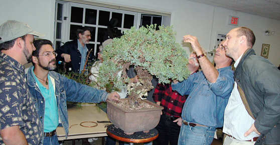 Martin Schmalenberg bonsai styling demonstration GSBS 2004