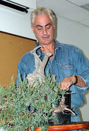 Martin Schmalenberg bonsai styling demonstration GSBS 2004